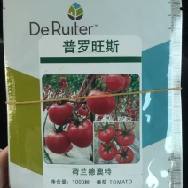 普罗旺斯西红柿种苗口感粉果西红柿大毛粉番茄苗