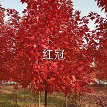 红冠红枫苗《速生生长速度快》耐寒成活率高