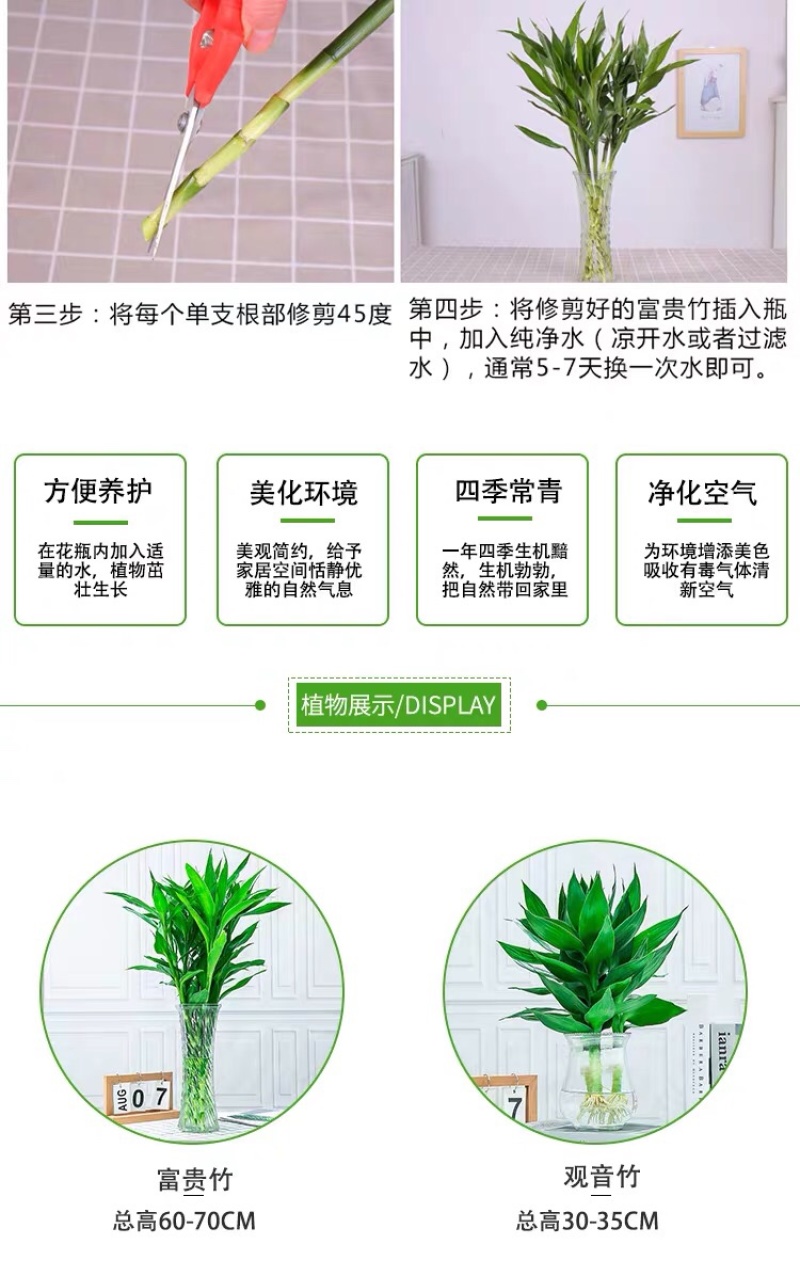 转运竹水养水培植物富贵竹室内绿植花卉客厅观音竹开运竹盆栽