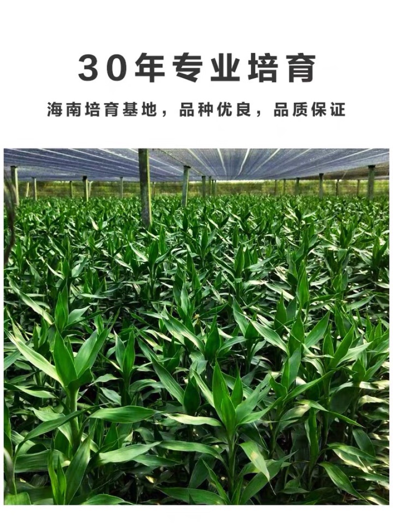 转运竹水养水培植物富贵竹室内绿植花卉客厅观音竹开运竹盆栽