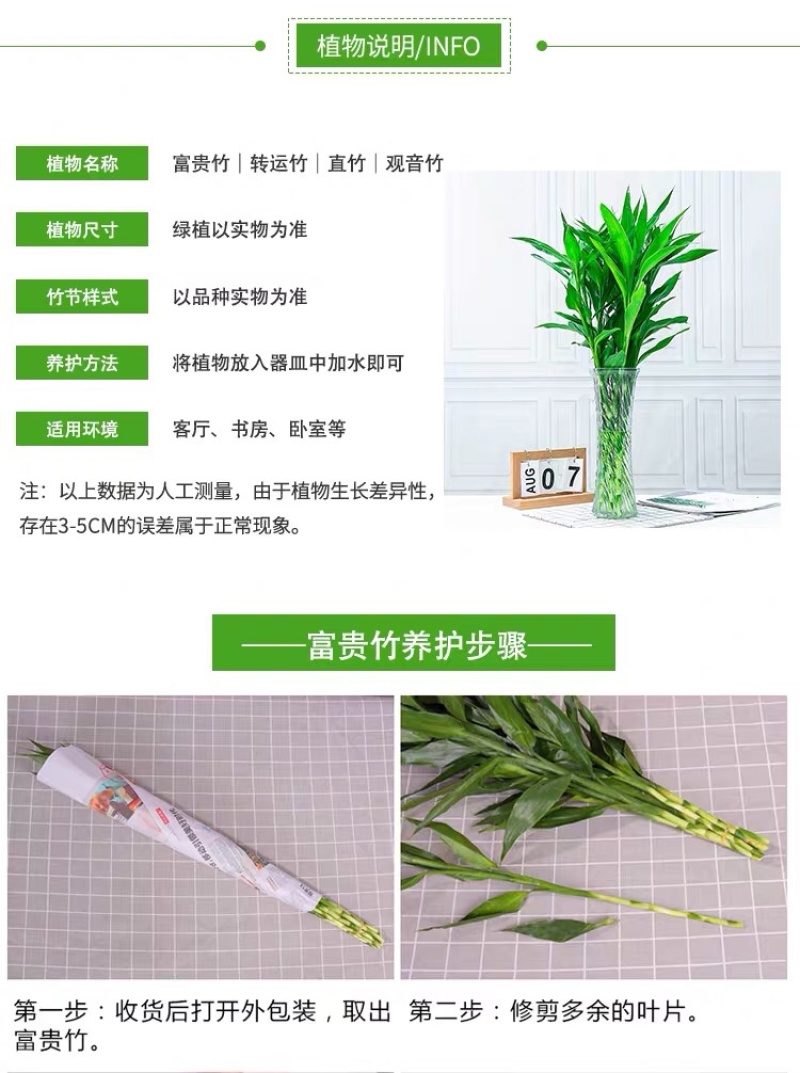 转运竹水养水培植物富贵竹室内绿植花卉客厅观音竹开运竹盆栽