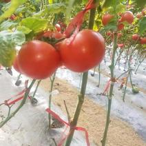 山东西红柿产地直供个头均匀量大可对接商超！