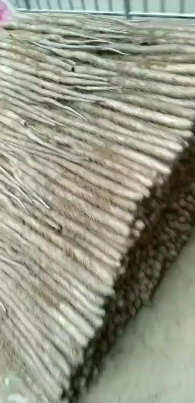 大量新鲜白玉山药出售