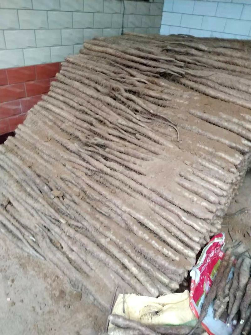 大量新鲜白玉山药出售