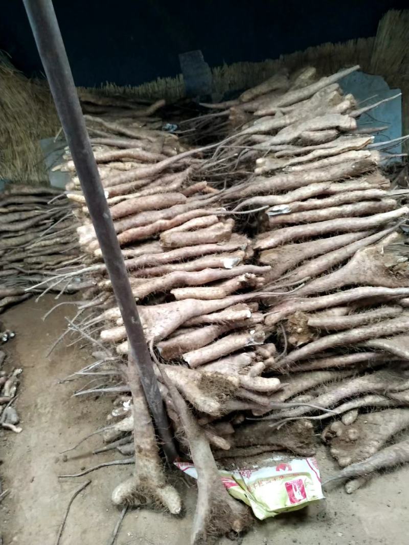 大量新鲜白玉山药出售