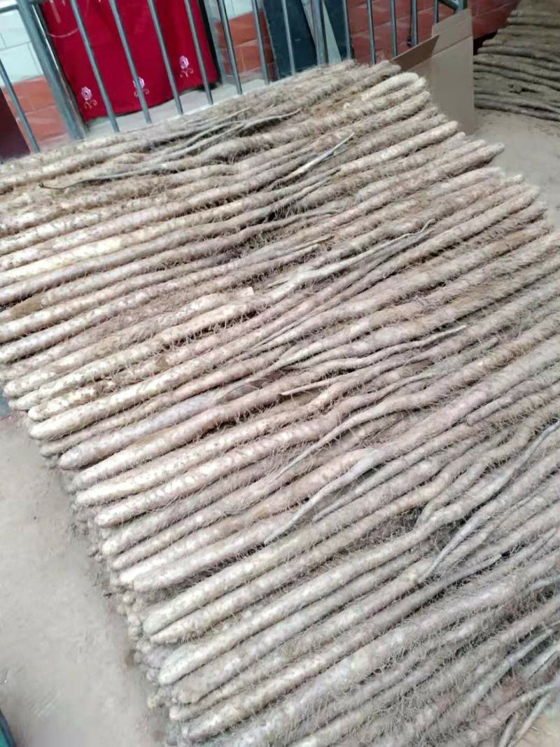 大量新鲜白玉山药出售
