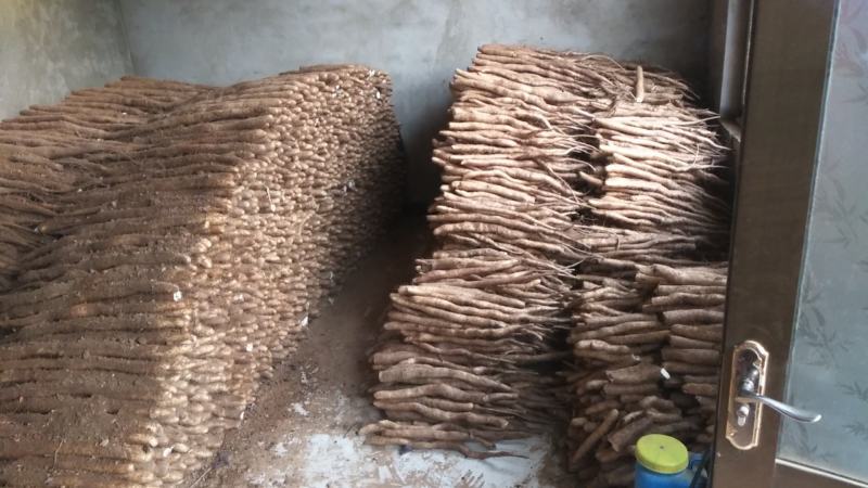 大量新鲜白玉山药出售