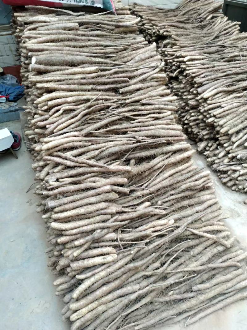 大量新鲜白玉山药出售