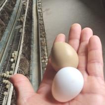 常年供应优质新鲜野鸡蛋，常年供应不断货！