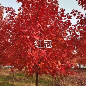 枫树苗《速生生长速度快》耐寒抗热成活率高