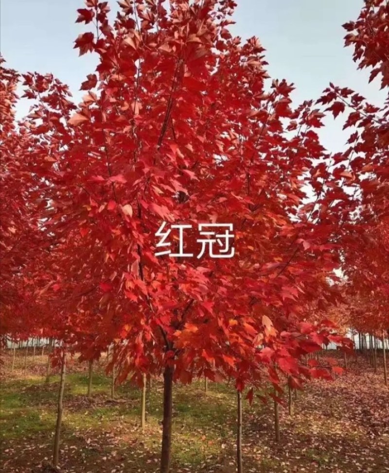 枫树苗《速生生长速度快》耐寒抗热成活率高