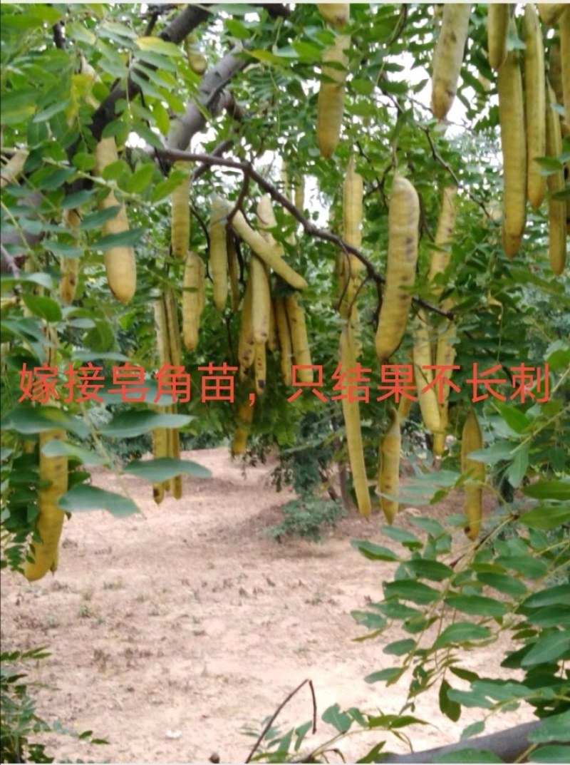 嫁接无刺皂角苗。只结果不长刺。粒大饱满。产量高而稳定，