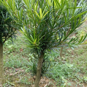 小叶罗汉松，造型罗汉松小树桩，装盆景首先苗