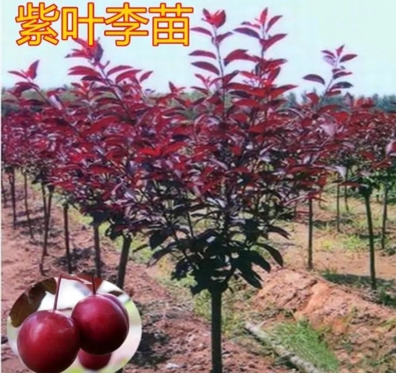 紫叶李红叶李《速生生长速度快》耐寒抗热成活率高