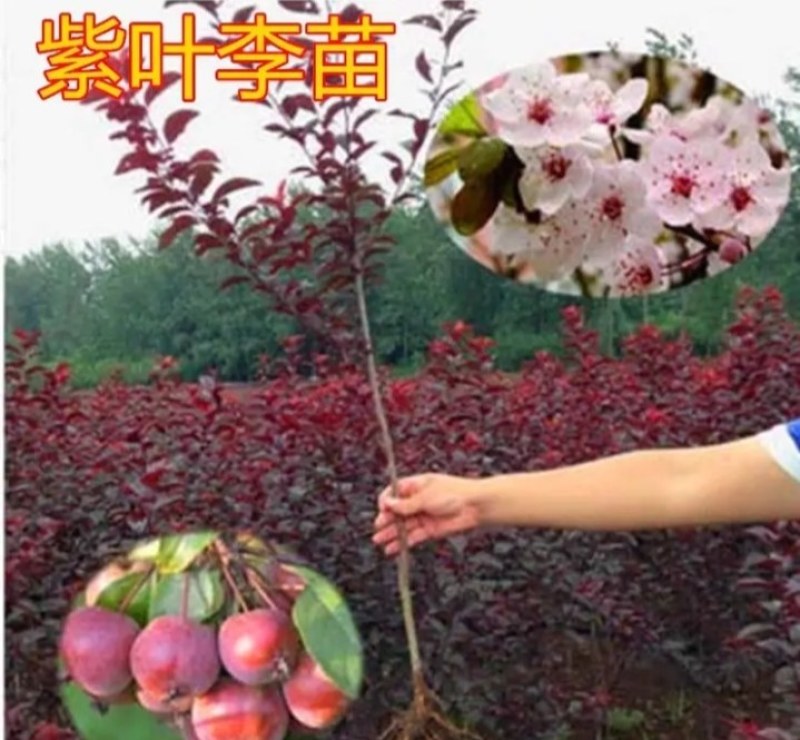 紫叶李红叶李《速生生长速度快》耐寒抗热成活率高