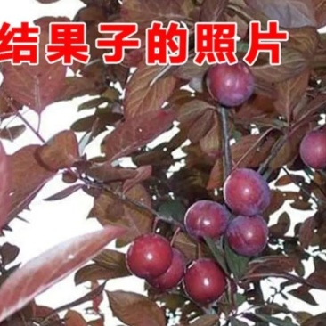 紫叶李红叶李《速生生长速度快》耐寒抗热成活率高