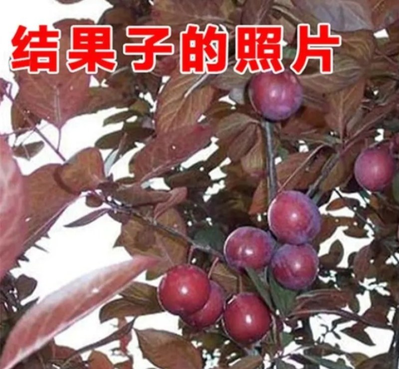 紫叶李红叶李《速生生长速度快》耐寒抗热成活率高