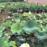 莲藕种根苗荷花苗盆栽水养莲花大型食用池塘观赏睡莲水培碗莲