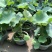 莲藕种根苗荷花苗盆栽水养莲花大型食用池塘观赏睡莲水培碗莲