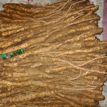 铁棍山药原种豆苗垆土地