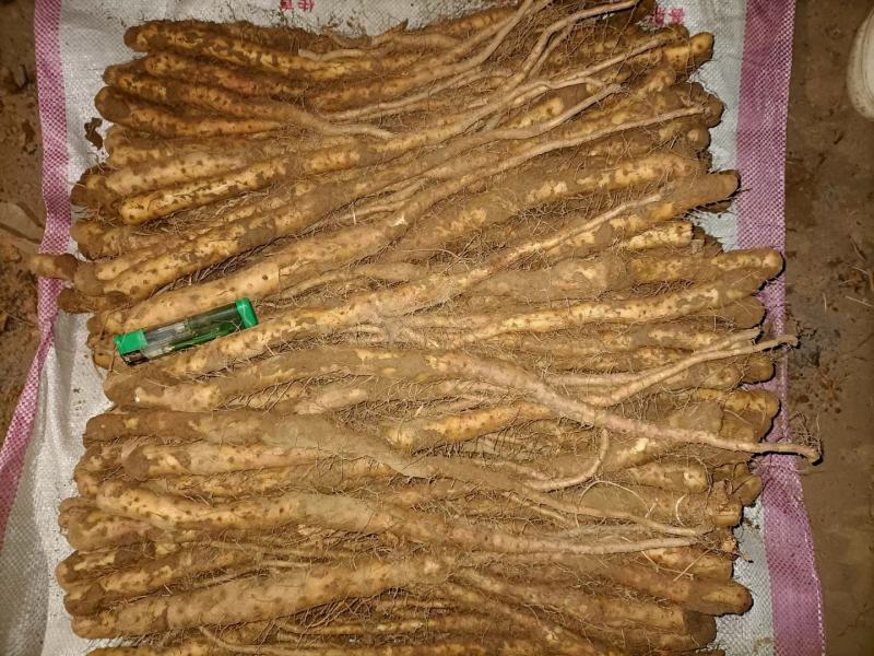 铁棍山药原种豆苗垆土地