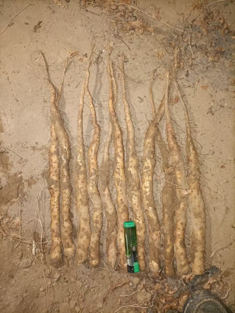 铁棍山药原种豆苗垆土地