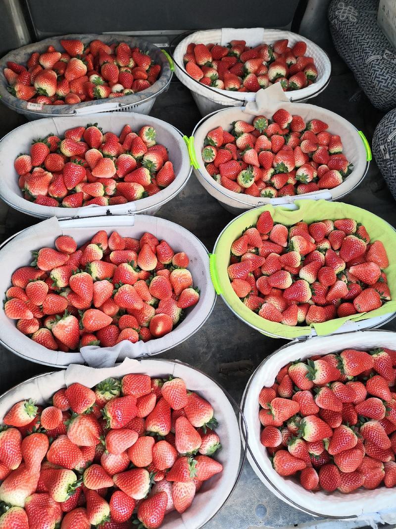 【推荐】奶油草莓宁玉妙香大量上市现摘即发产地直供全国代发