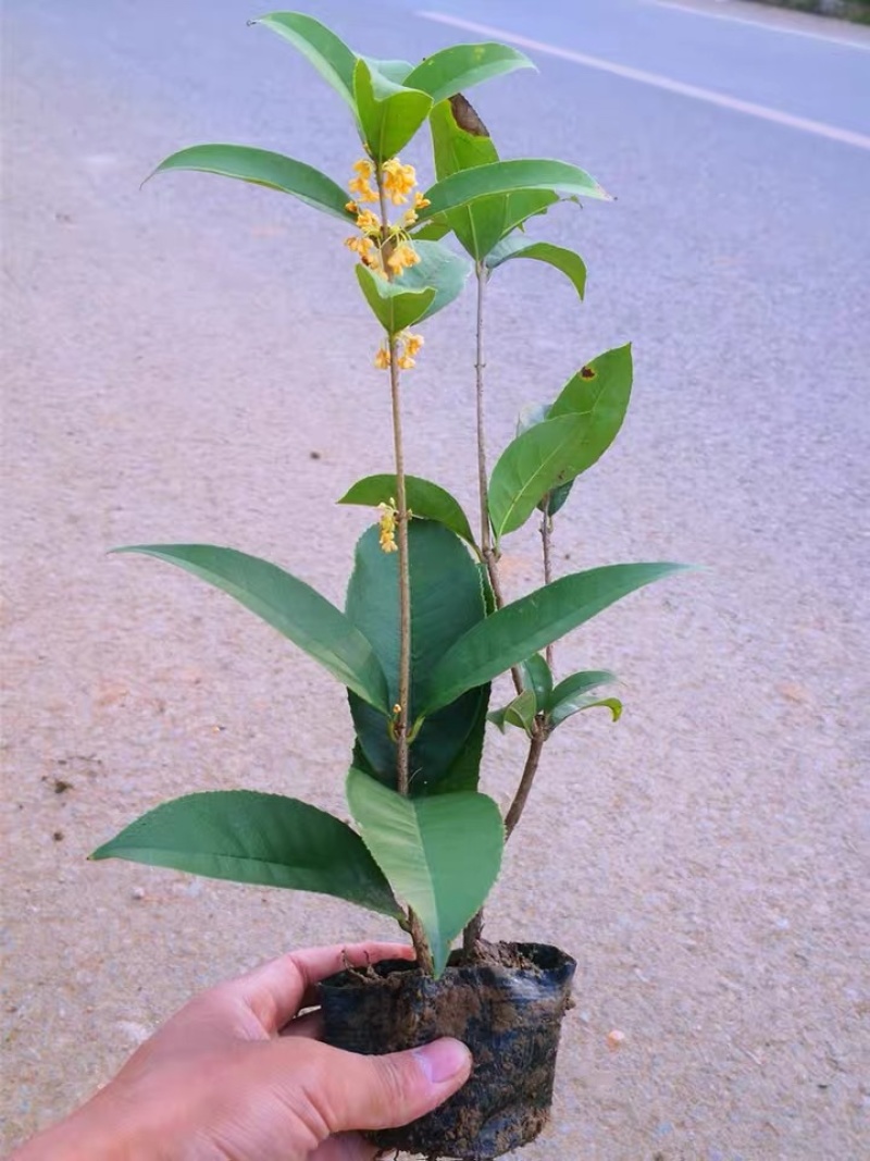 出售桂花树桂花苗实生苗嫁接苗多种规格多种品种