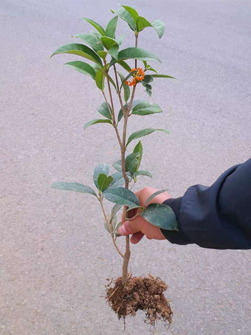 出售桂花树桂花苗实生苗嫁接苗多种规格多种品种