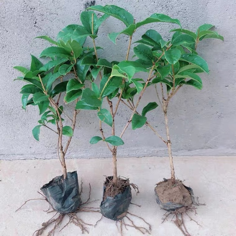 出售桂花树桂花苗实生苗嫁接苗多种规格多种品种