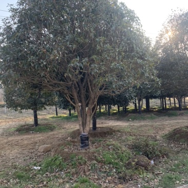 出售桂花树桂花苗实生苗嫁接苗多种规格多种品种