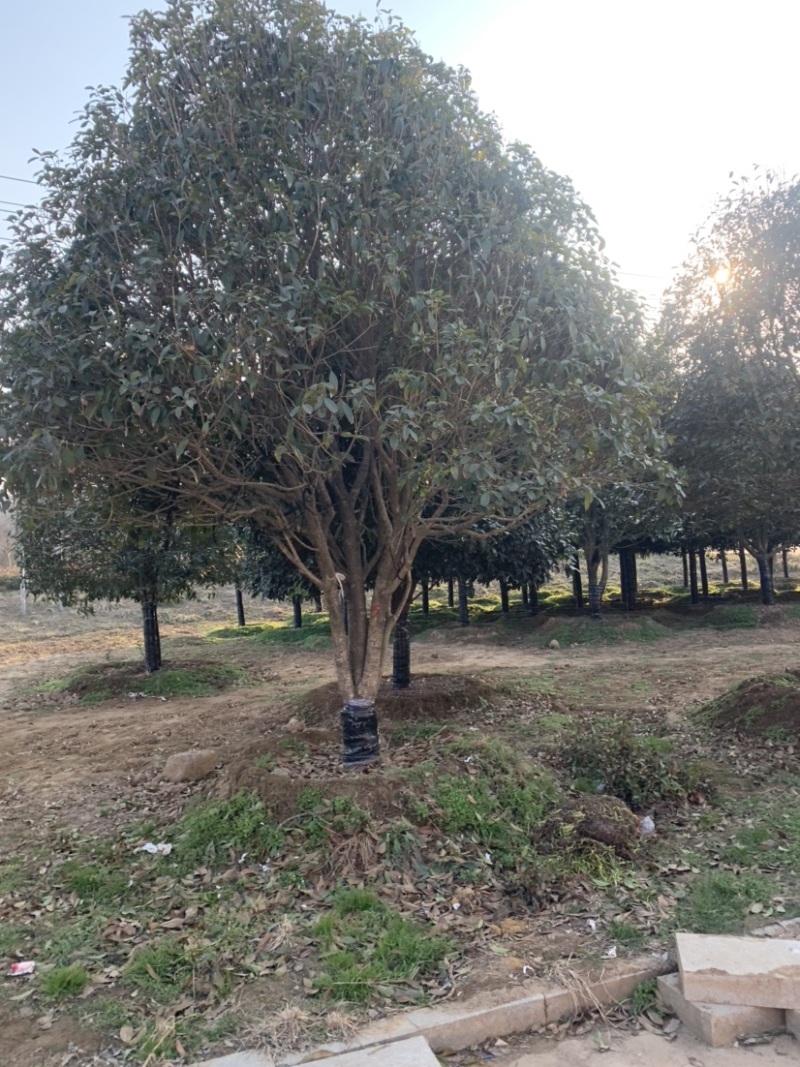 出售桂花树桂花苗实生苗嫁接苗多种规格多种品种