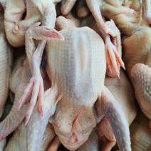 鸽子冻鸽肉养殖场直供保证纯原粮喂养来电洽谈有喜