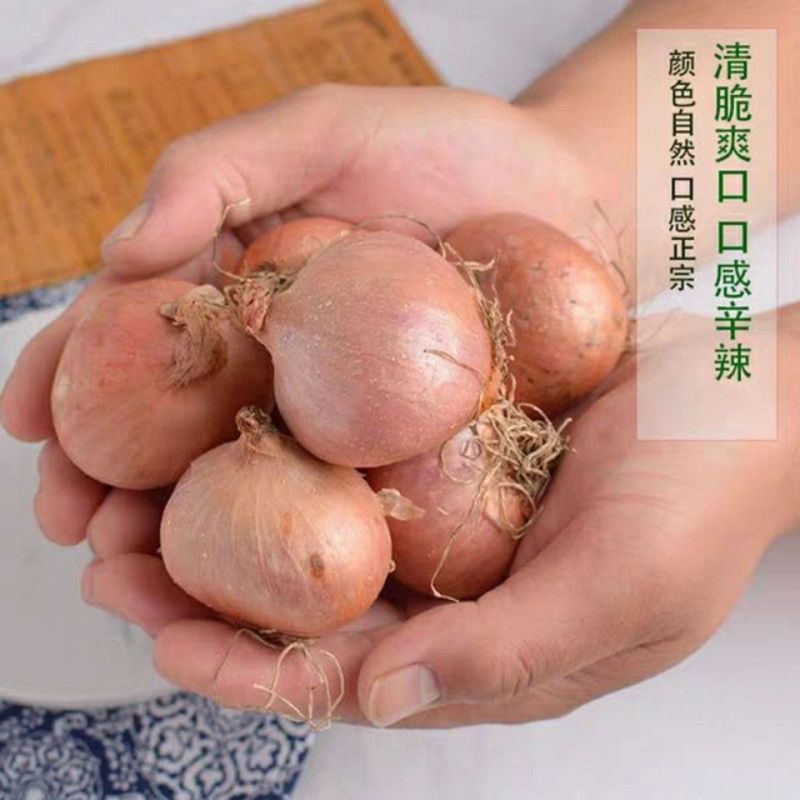 红葱头珠葱头洋葱头支持电商一件代发