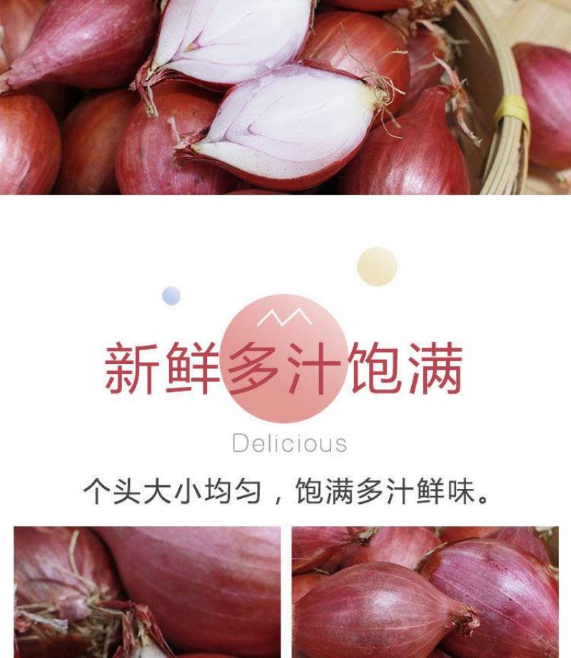 红葱头珠葱头洋葱头支持电商一件代发