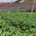 广西大红八角(直生裸根苗、嫁接苗)供应5万株