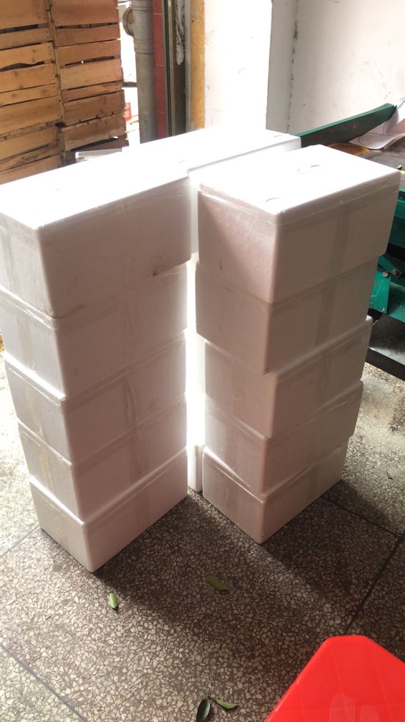 精装金桔大量批发超级划算