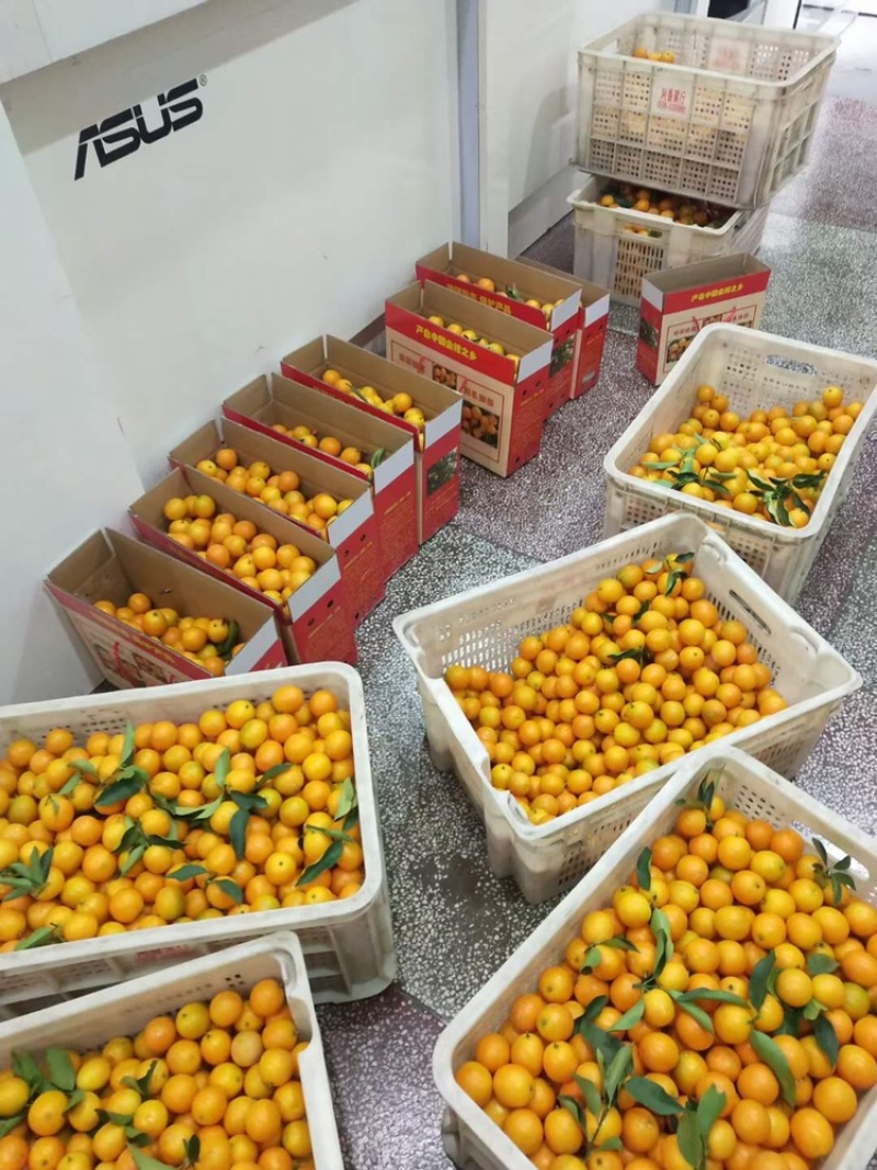 精装金桔大量批发超级划算
