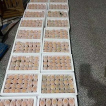 精装金桔大量批发超级划算
