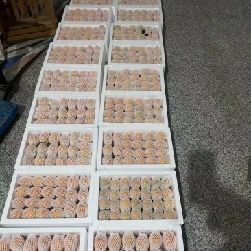 精装金桔大量批发超级划算
