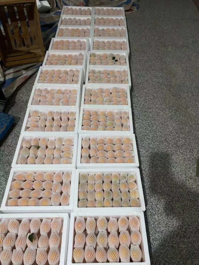 精装金桔大量批发超级划算