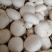 平菇双孢菇工厂批发价无中间商差价一件发货新鲜货源