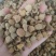 覆盆子～新货涨价中～170~一公斤起售~