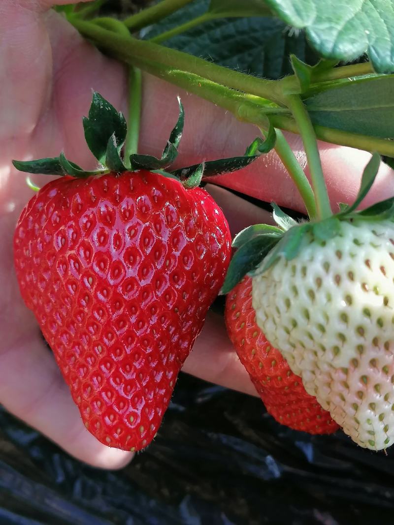 顺平红颜九九草莓种植片区