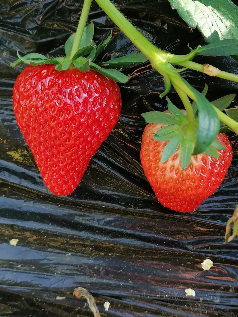 顺平红颜九九草莓种植片区