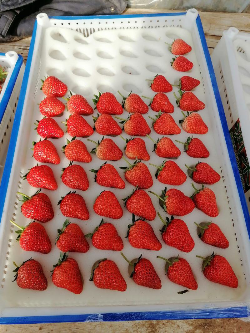 顺平红颜九九草莓种植片区