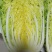 安徽好吃的黄芯白菜自己种植正在上市质优价廉欢迎老板选购