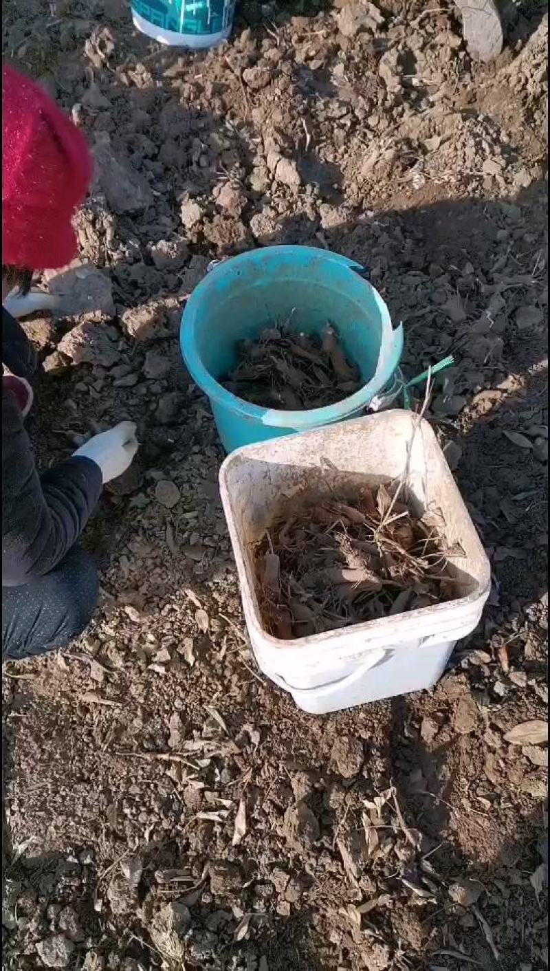 白术种苗白术种芽改良白术芽大量供应量大优惠