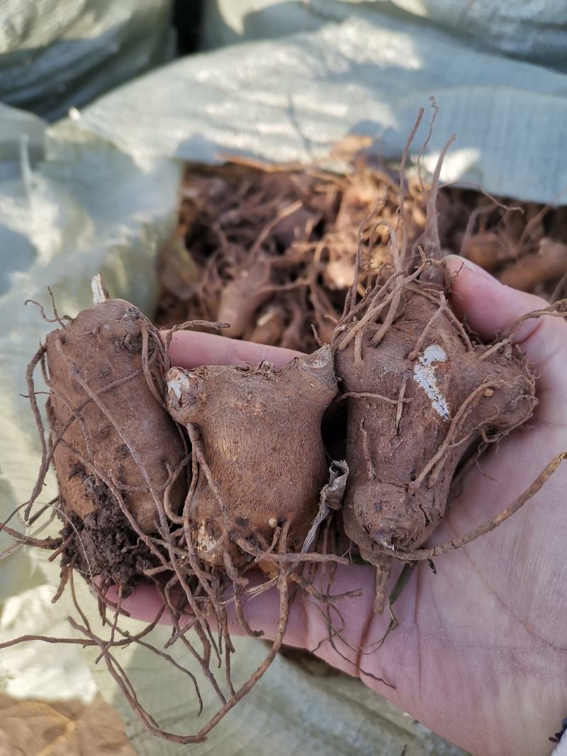 白术种苗白术种芽改良白术芽大量供应量大优惠