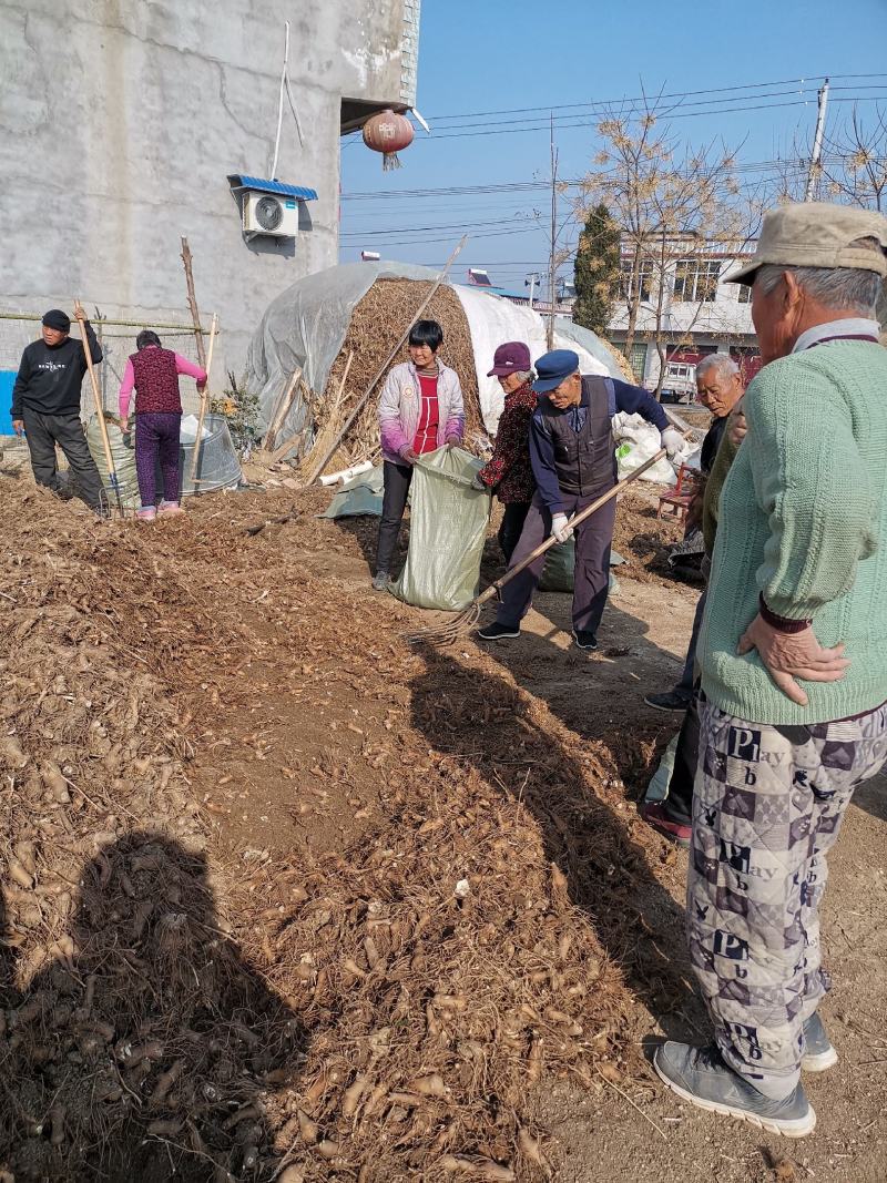 白术种苗白术种芽改良白术芽大量供应量大优惠